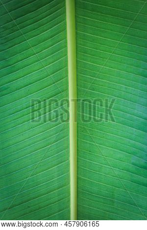 Banana Green Leaf Closeup Background Use Us Space For Text Or Image Backdrop Design. Texture Backgro