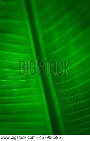 Banana Green Leaf Closeup Background Use Us Space For Text Or Image Backdrop Design. Texture Backgro