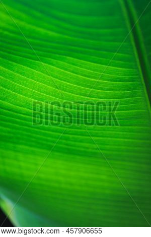 Banana Green Leaf Closeup Background Use Us Space For Text Or Image Backdrop Design. Texture Backgro