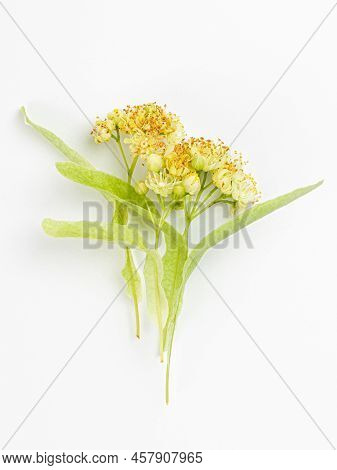 Linden Flowers With Leaves Isolated On A White Background. Limetree.