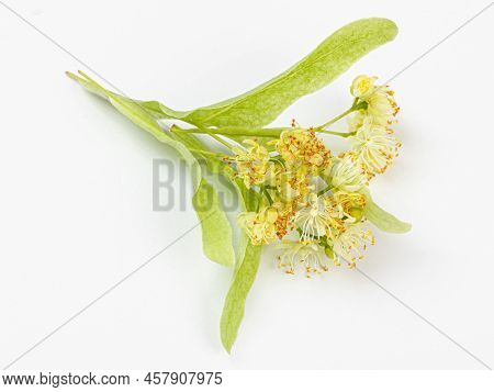Linden Flowers With Leaves Isolated On A White Background, Top View. Branch Of The Flowering Linden.