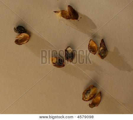 Bigstockmapleseeds