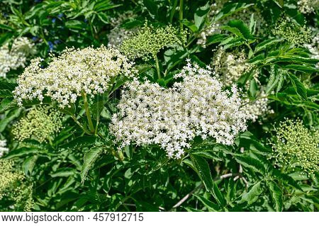 Close Up Of White Elder Flowers In Garden