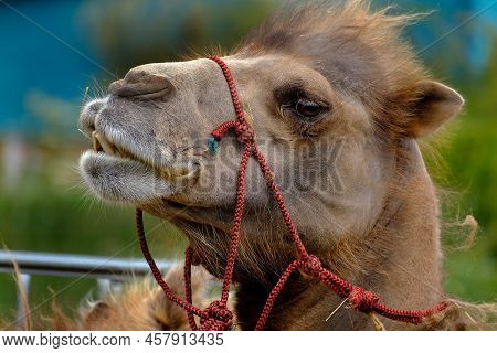 A Camel Is An Even-toed Ungulate In The Genus Camelus That Bears Distinctive Fatty Deposits Known As