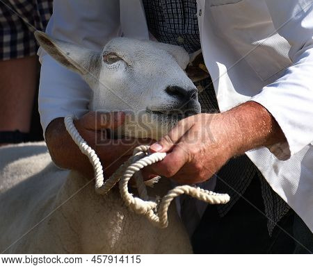 Pedigree Sheep Being Prepared For Judjing In County Agricultural Show.