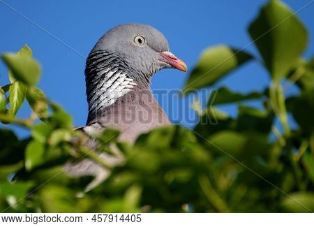 Woodpigfeon In Urban Garden Looking Fore Food.