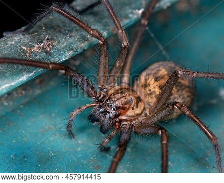 Large Male House Spider In Close Up In Uk Home.