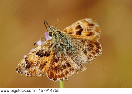 Closeup On The Brown Tufted, Marbled Skipper Butterfly Carcharodus Flocciferus Sitting With Open Win