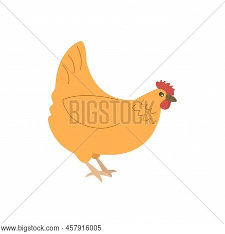 Red Chicken Is Walking. Domestic Bird. Colorful Vector Isolated Hand Drawn Illustration.  Poultry Br