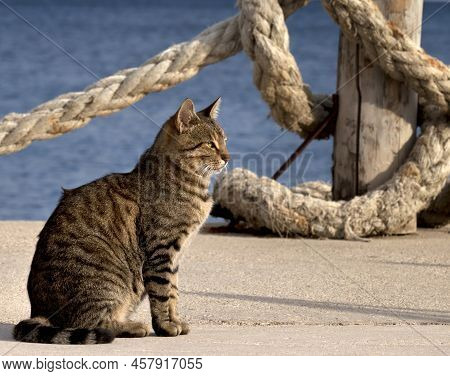 Port Cat And Rope On Seafront In Sun Summer Day. Close-up View.