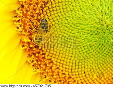 Bright Sunflower Flowers In The Field, Close-up