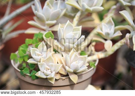 Graptopetalum Paraguayense Leaf Texture. Natural Background. Close-up To Insert Text.