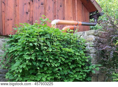 Water Tank Filled With Water From Roof Covered With Plants. Container Next To Cottage Hidden Behind 