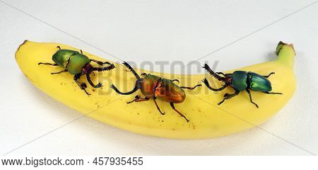 Different Color Stag Beetles Lamprima Adolphinae On Orange. Breeding Beetles. Dynastidae. Cetoniidae