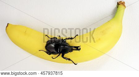 Rhinoceros Beetles Xylotrupes Gideon On Banana. Breeding Beetles. Coleoptera. Beetles As Pets.