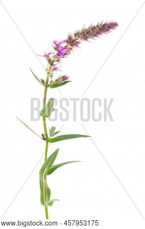 Purple Loosestrife Twig With Flowers, Isolated On White Background. Lythrum Salicaria. Herbal Medici