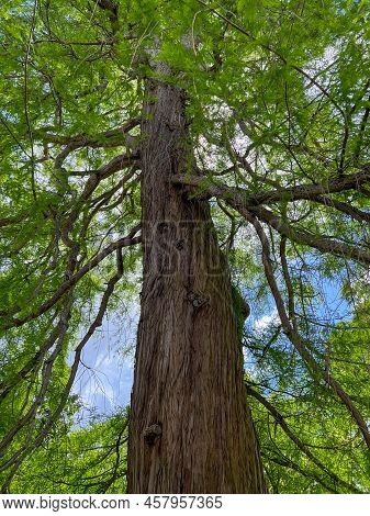Beautiful Tall Tree With Green Leaves In Park, Low Angle View