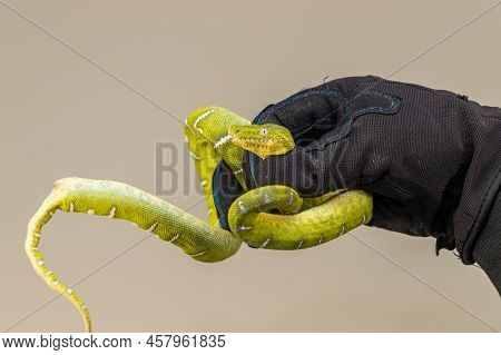 Corallus Caninus - Green Snake Coiled Into A Ball.
