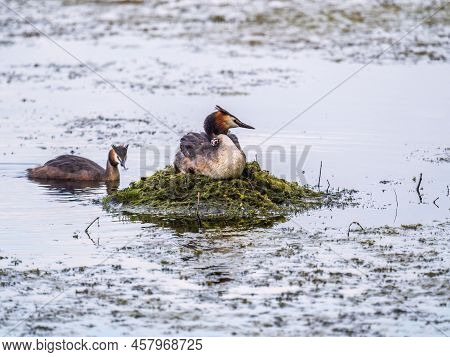 Great Crested Grebe, Podiceps Cristatus, Water Bird Sitting On The Nest, And One Of Its Cute Babies 
