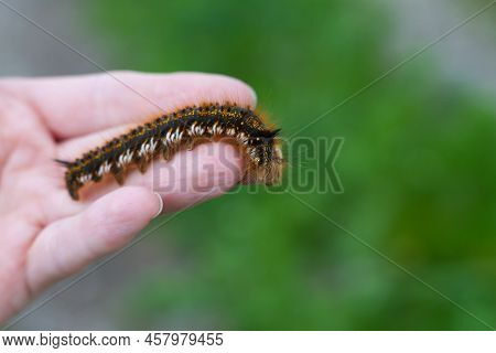 Caterpillar On The Palm Of A Person, A Hairy Insect, A Large Black, Brown, Orange Caterpillar Crawls