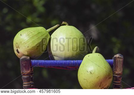 Round, Elongated Pear Shaped Bottle Gourd Vegetable. Freshly Harvested And Plucked Organic Doodhi Or
