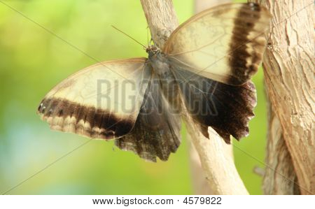 Farfalla