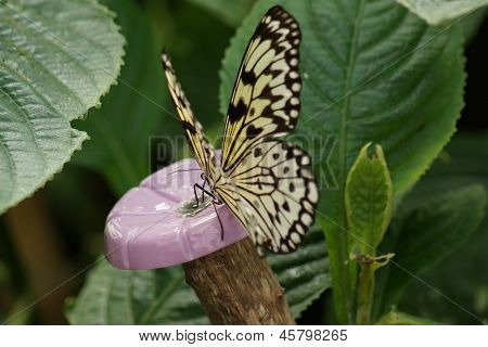 กระดาษว่าว - Leuconoe คิด