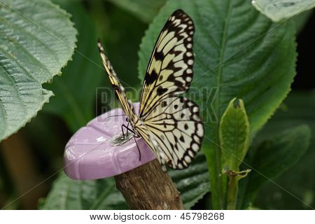 กระดาษว่าว - Leuconoe คิด