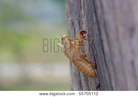 cicada left exuvia