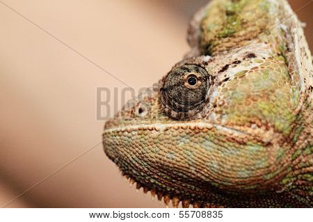 Chamaeleo Calyptratus