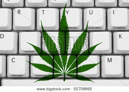 Searching For Marijuana Information