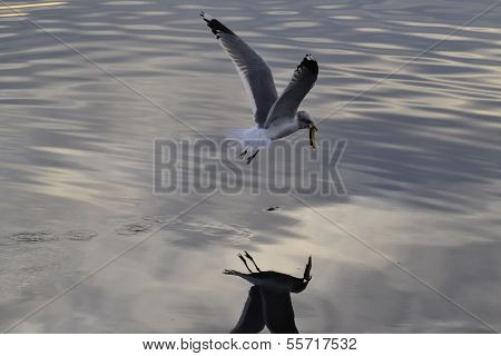 seagull