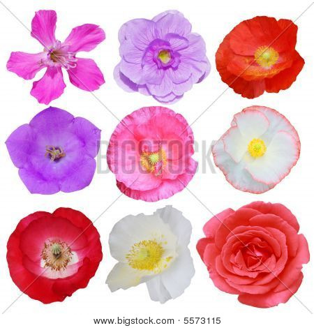 Blume-set