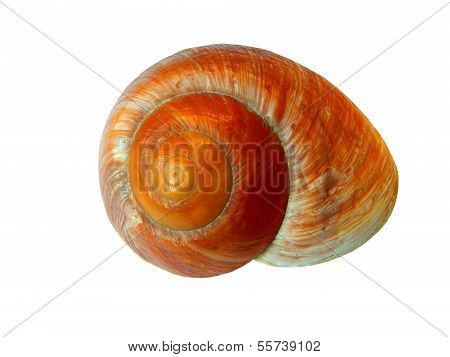 Seashell isolated on white