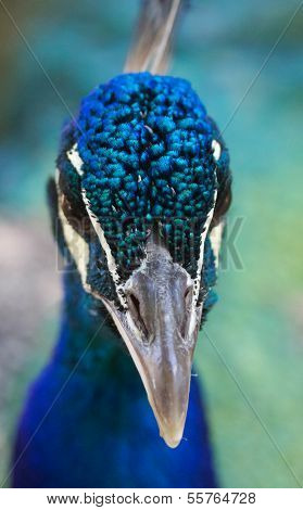 Peacock Portrait