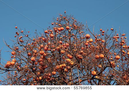 Persimmon Tree
