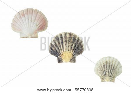Pecten Jacobaeus Marine Bivalve Mollusc Shell