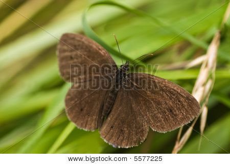 Tirabuzón mariposa sentado en la hierba