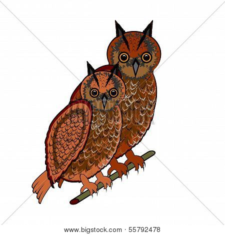 A Couple Of Two Owls