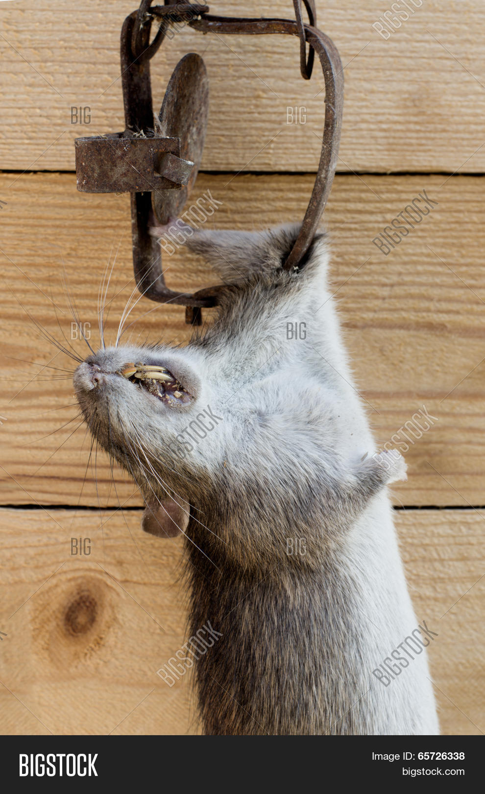 Крысы попадают в капкан. Крысы попадают в капкан. Капкан для мышей. Крысоловка капкан. Ловушка для криса.