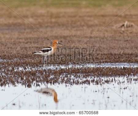 American Avocet In The Marsh