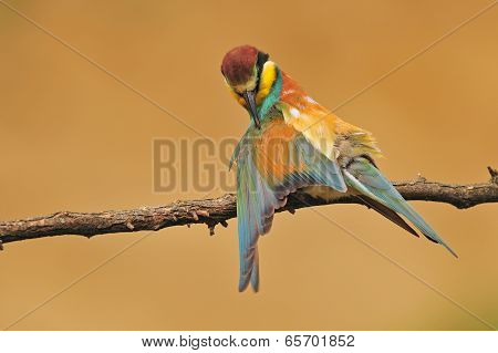 Bee eater