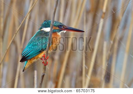 kingfisher (alcedo atthis) in natural habitat