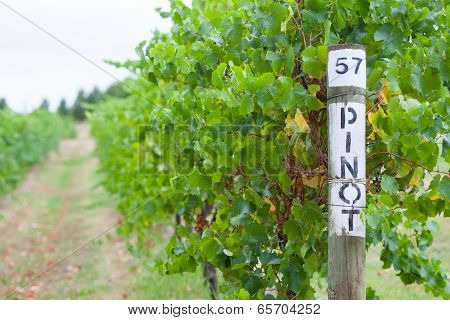 Pinot Grapevine