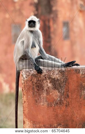 Monkey at the Jaigarh Fort, Rajasthan, India