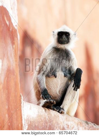 Monkey at the Jaigarh Fort, Rajasthan, India