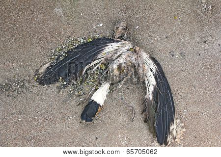 The Skeleton Of A Pigeon