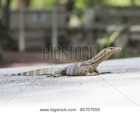 Close Up Face Of Water Monitor On Ground  Varanus Salvator