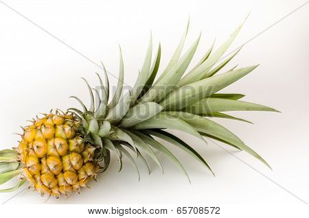 Mini Pine Apple