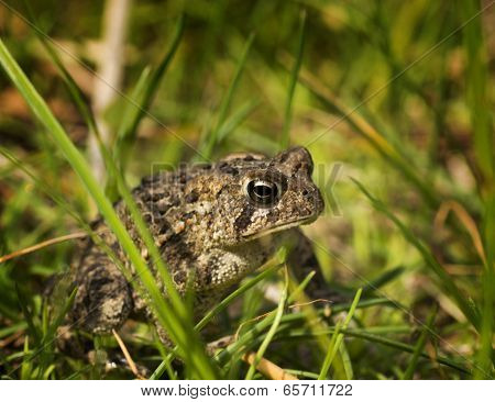 Eastern American Toad
